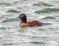 Parque del Bicentenario